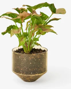 Areaware Model Three Planter - Amber Hot