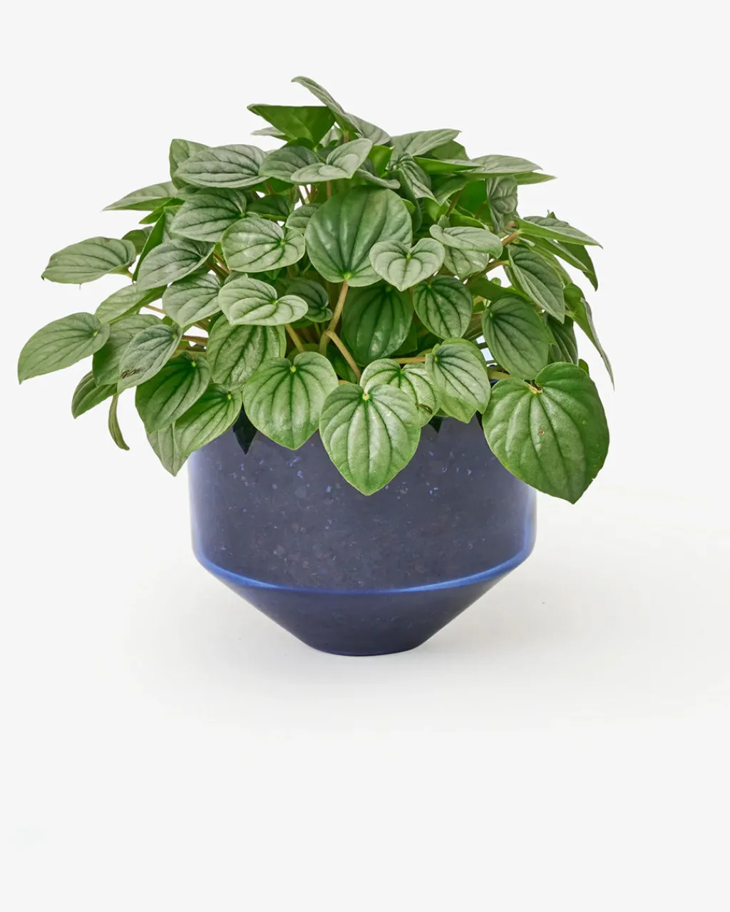 Areaware Model Three Planter - Blue Online