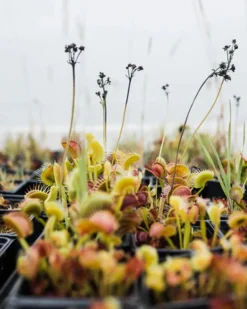 The Jonsteen Company Seed Grow Kit Venus Flytrap